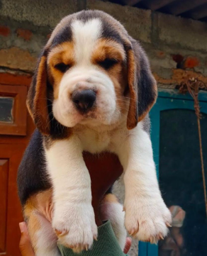 Buy Vaccinated  Beagle Puppy from Vizag